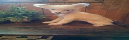 Chinese Crested dogs for sale: Chinese Crested 1 - Ad 6