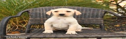 Labrador Retriever dogs for sale: Muffin - Ad 3