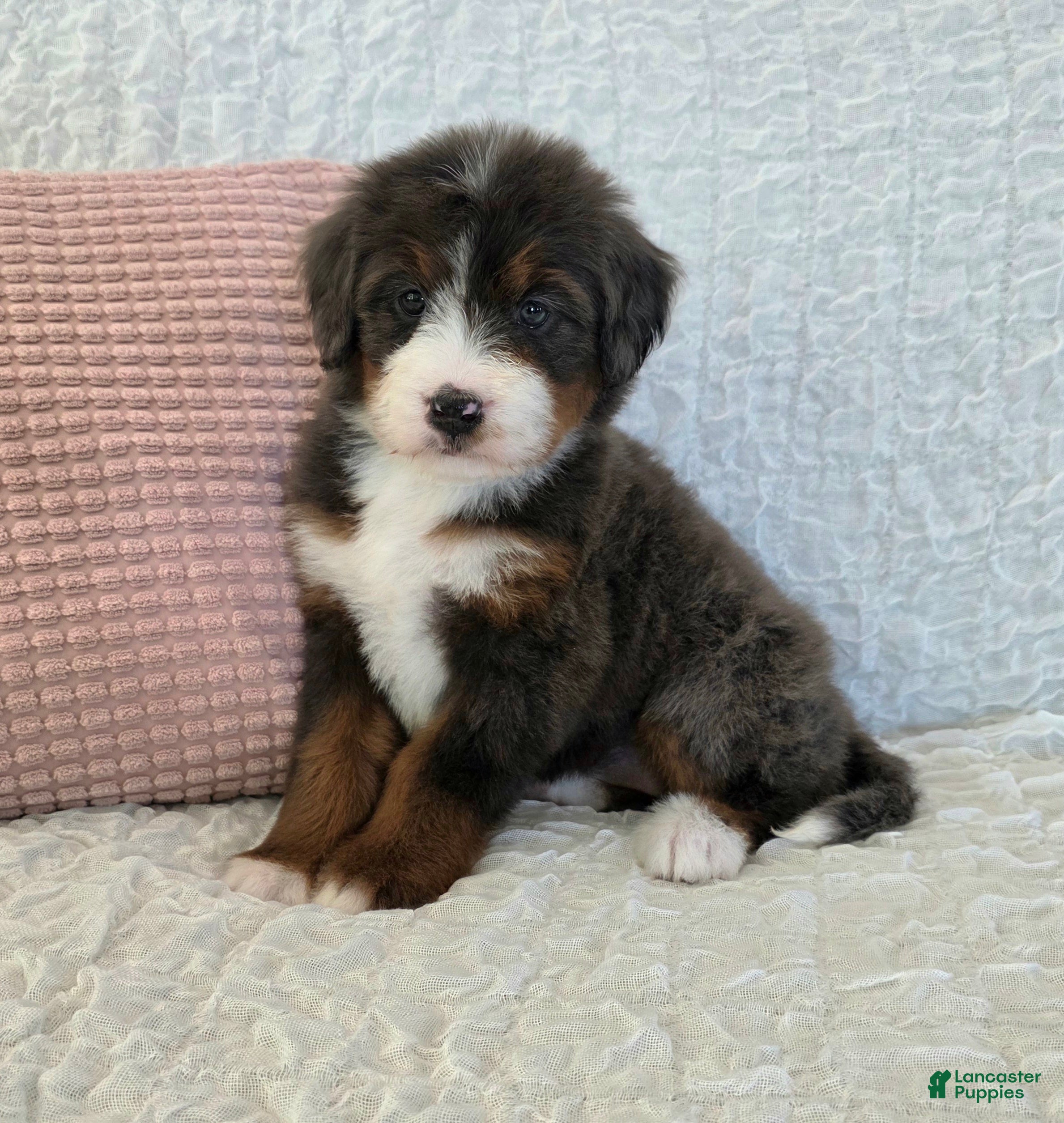 Bernedoodle dogs Poppy - Ad 2