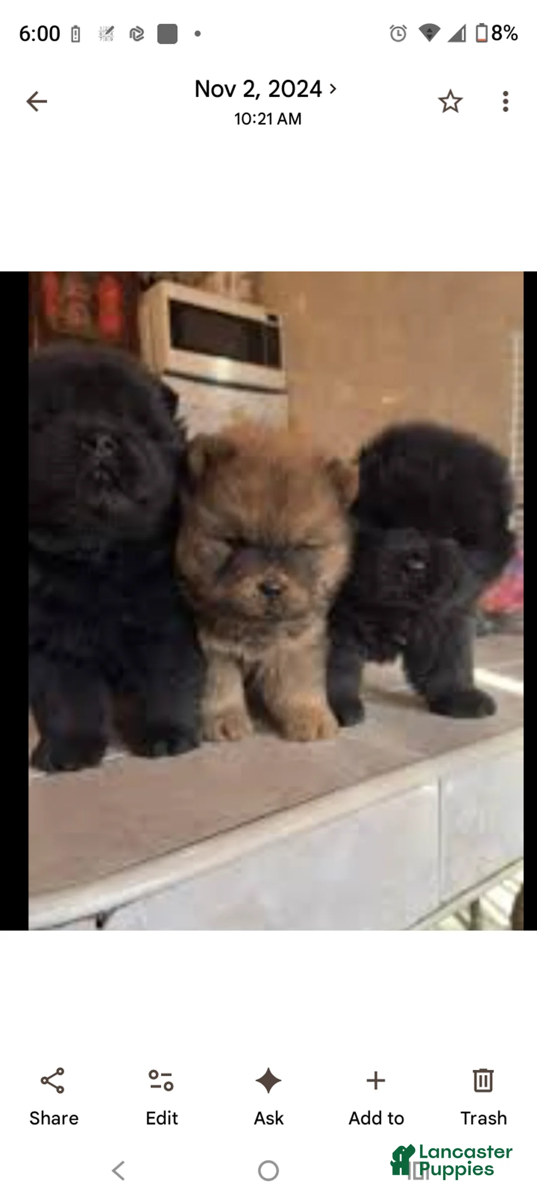 Chow Chow dogs for stud: Chow chow stud  - Ad 9