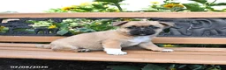 Jug dogs for sale: Clover - Ad 5