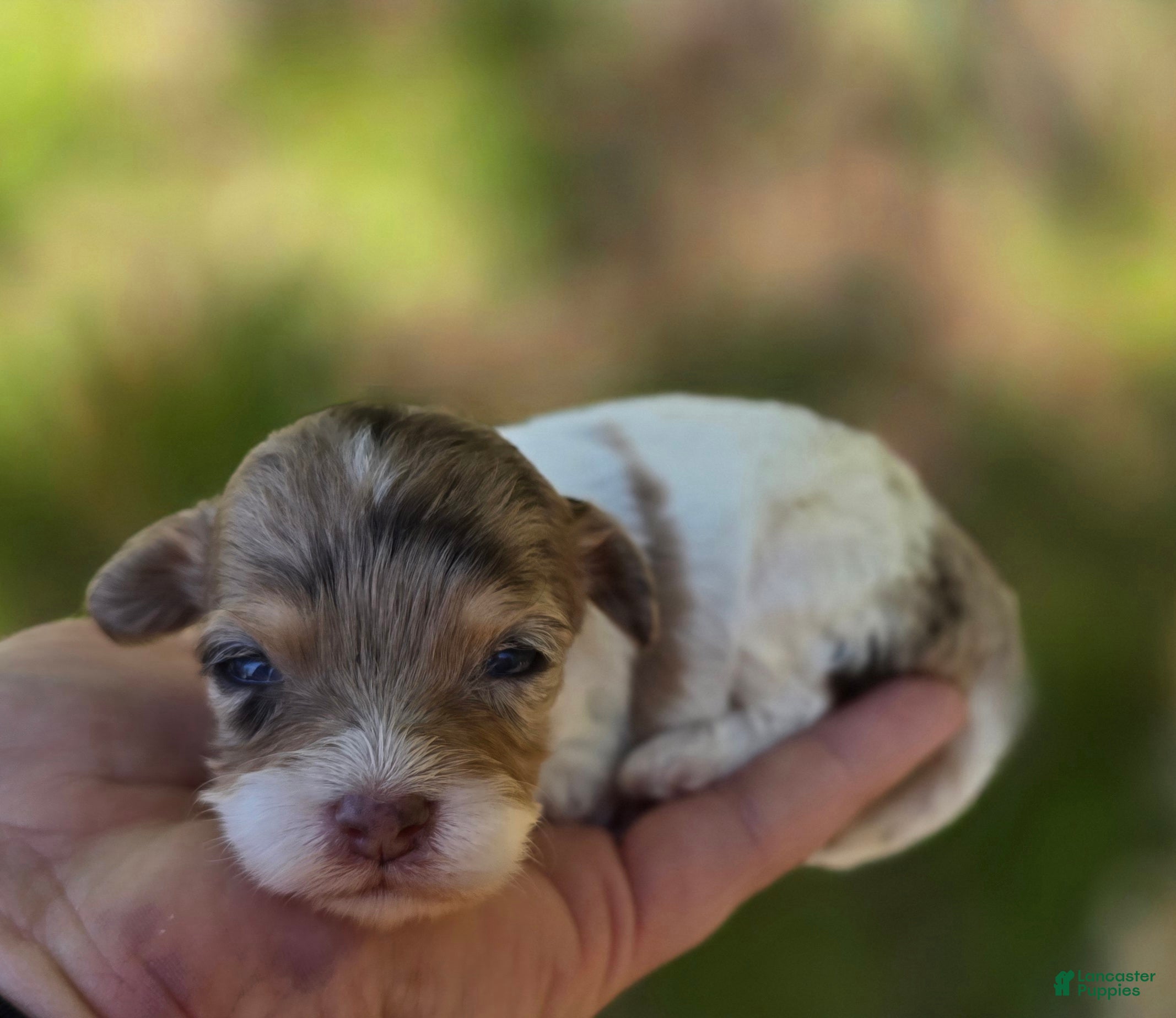 Maltipoo dogs Indigo - Ad 15