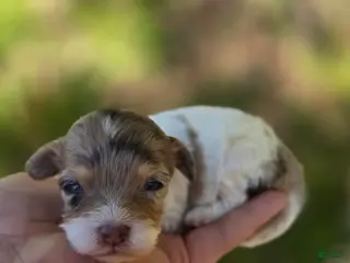 Maltipoo dogs Indigo - Ad 15