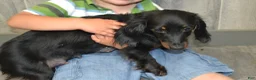 Dachshund dogs for sale: Sage - Ad 7