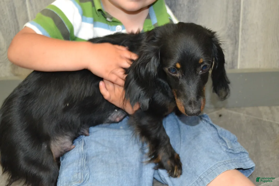 Dachshund dogs for sale: Sage - Ad 7
