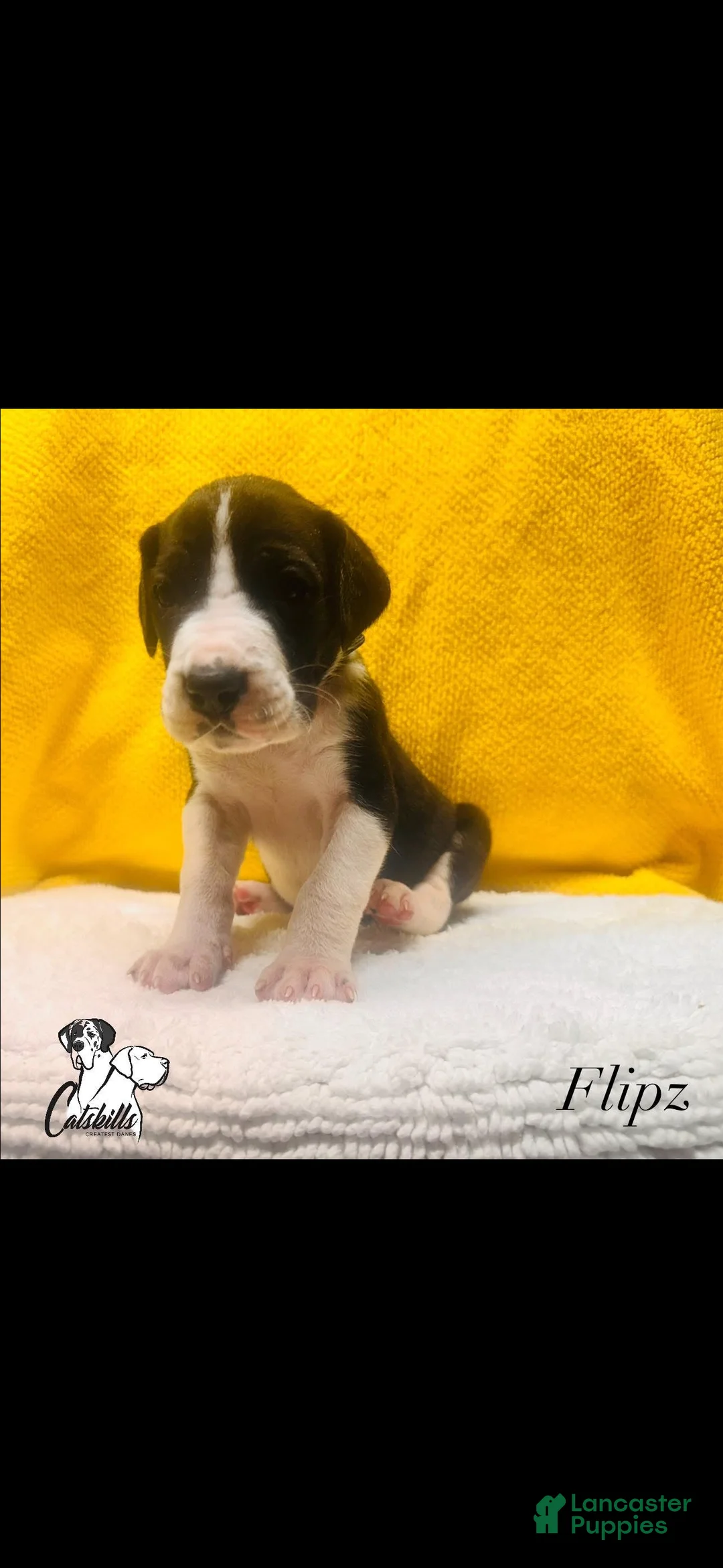 Great Dane dogs for sale: Flipz  - Ad 1