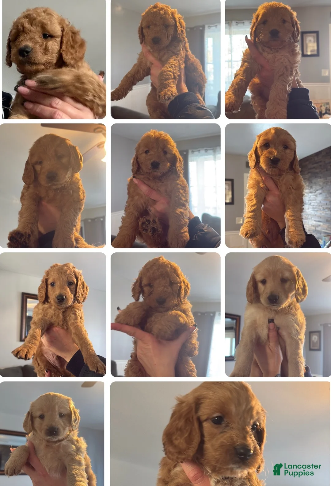 Mini Goldendoodle dogs for sale: Mini Goldendoodle Puppy 1 - Ad 5