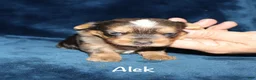 Yorkshire Terrier dogs for sale: Alek - Ad 2