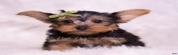 Yorkshire Terrier dogs for sale: Skittles - Ad 5
