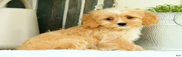 Cavapoo dogs for sale: Walker - Ad 7