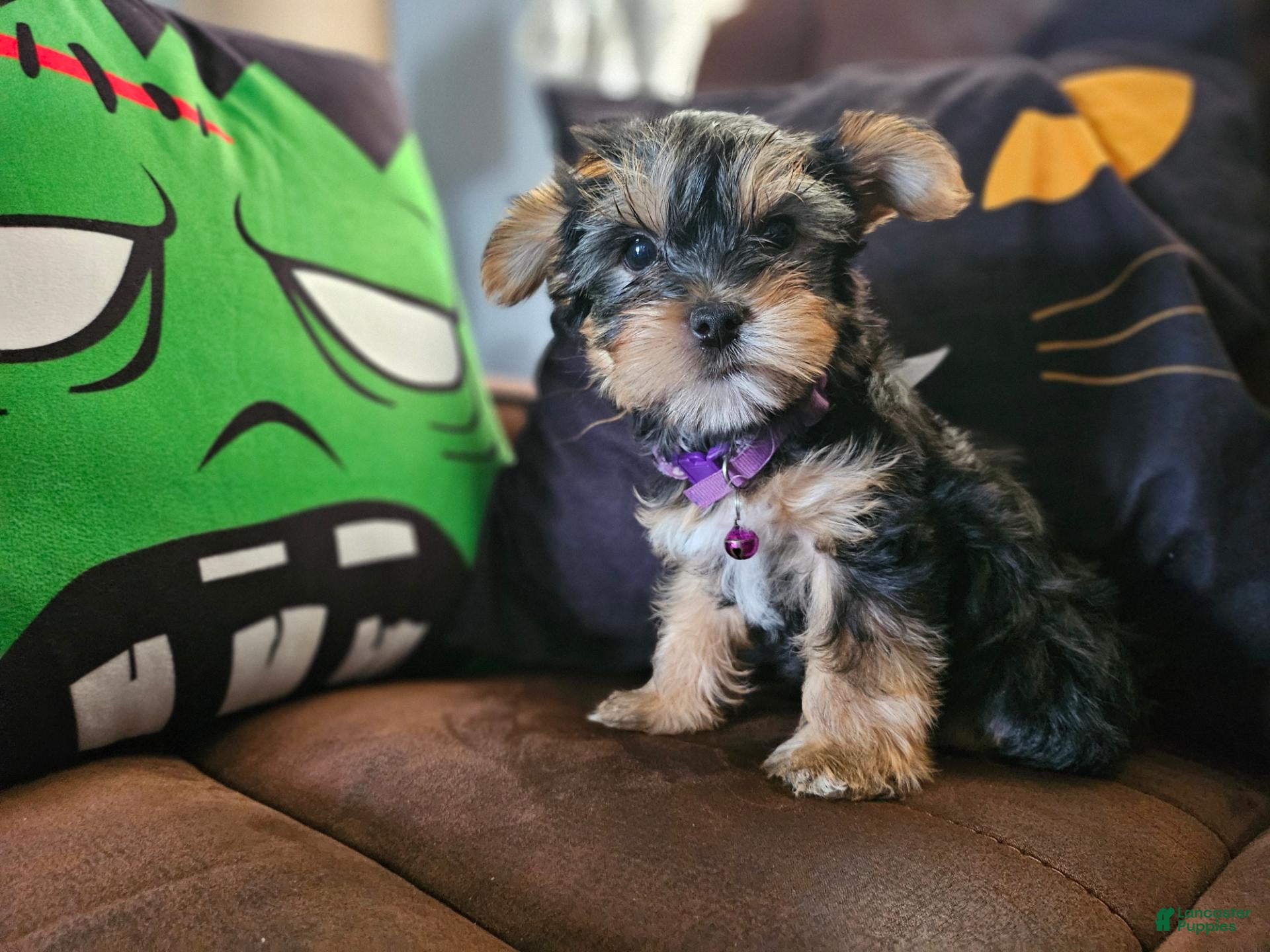 Yorkshire Terrier dogs Yorkshire Terrier 1 - Ad 2