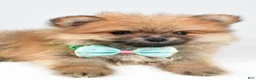 Pomeranian dogs for sale: Fritz - Ad 3