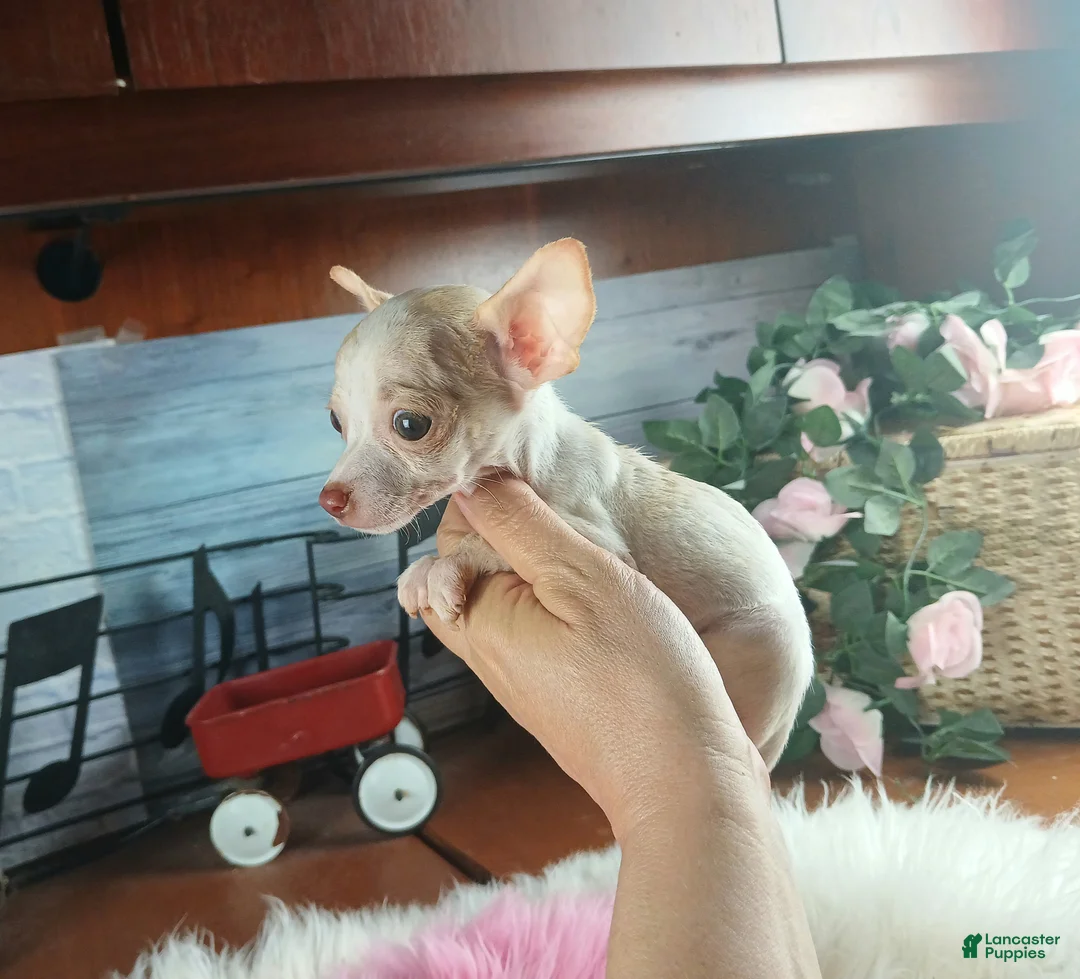 Chihuahua dogs for sale: Micro Teacup white female. Hand Delivery  - Ad 2
