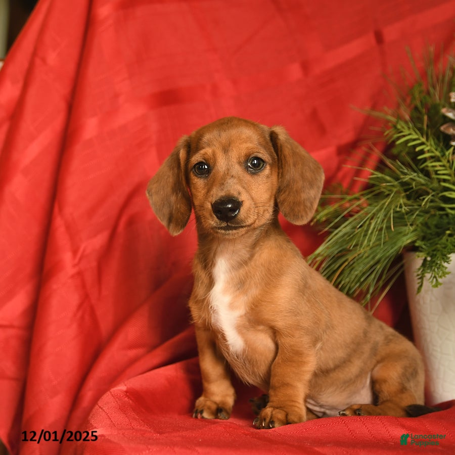 Miniature Dachshund dogs Frosty  - Ad 11