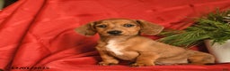 Miniature Dachshund dogs for sale: Frosty  - Ad 1