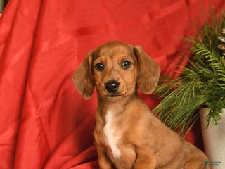 Miniature Dachshund dogs Frosty - Ad 31
