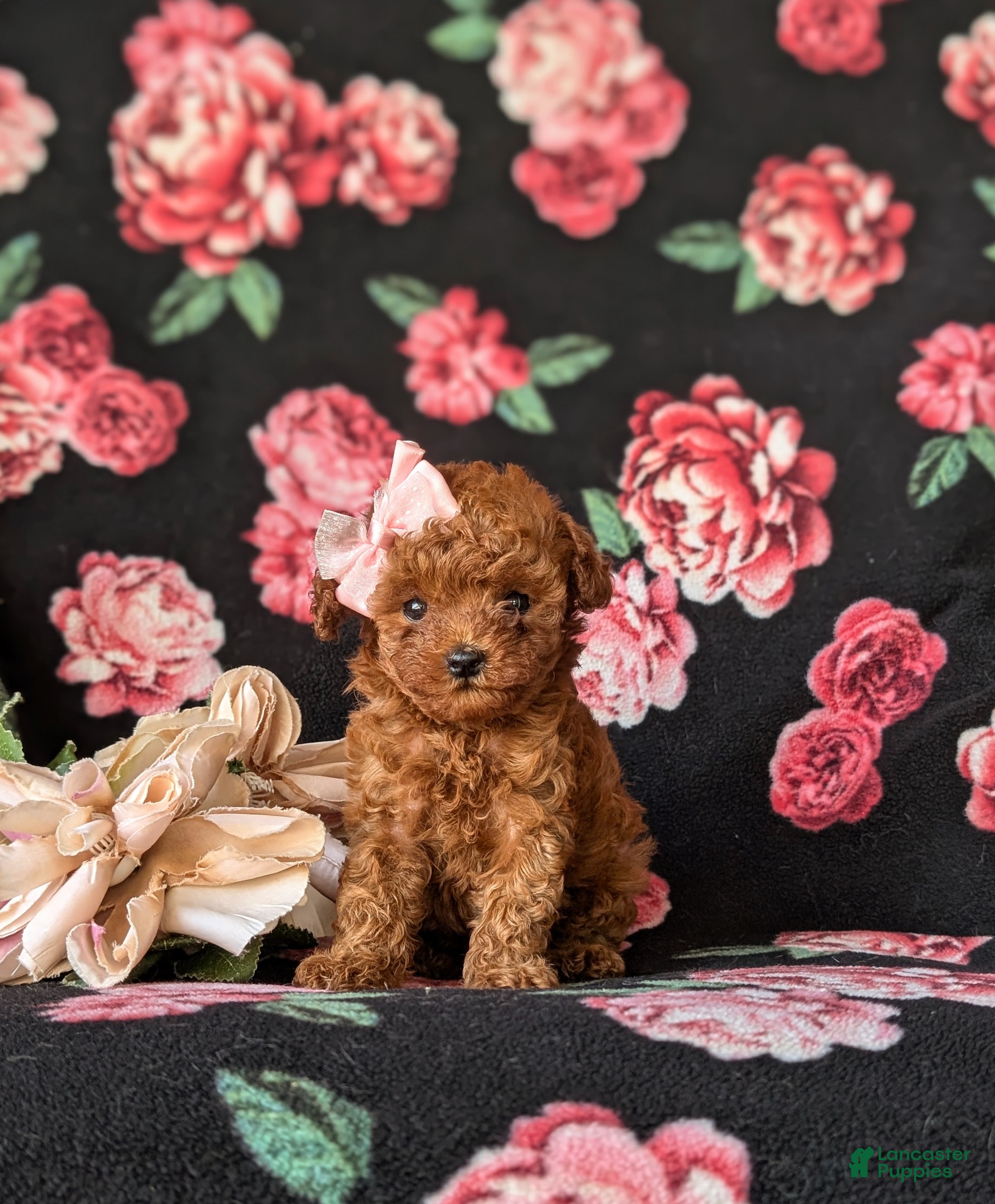 Toy Poodle dogs Shena 7 lbs Full Grown - Ad 2
