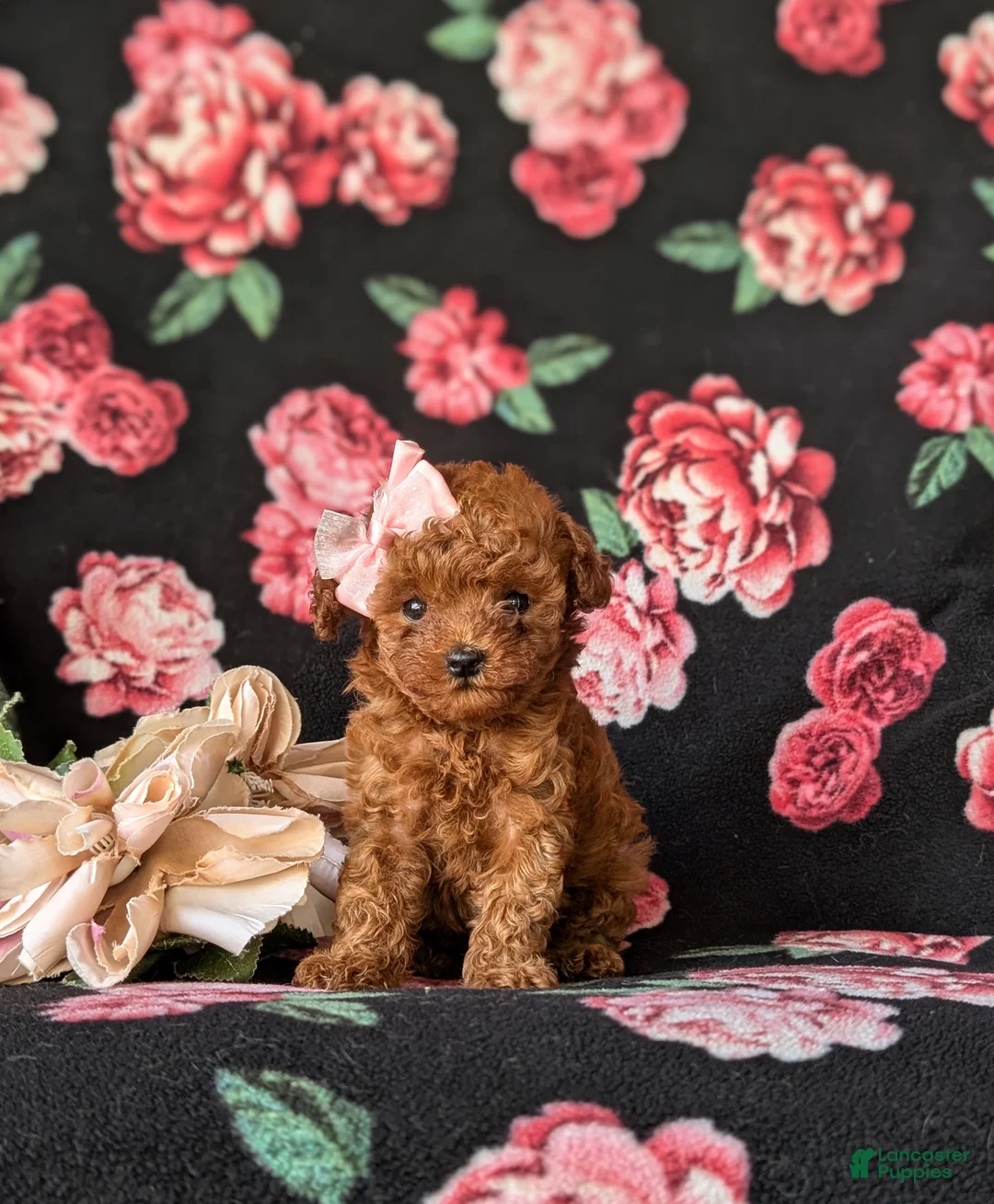 Toy Poodle dogs for sale: Shena 7 lbs Full Grown - Ad 2