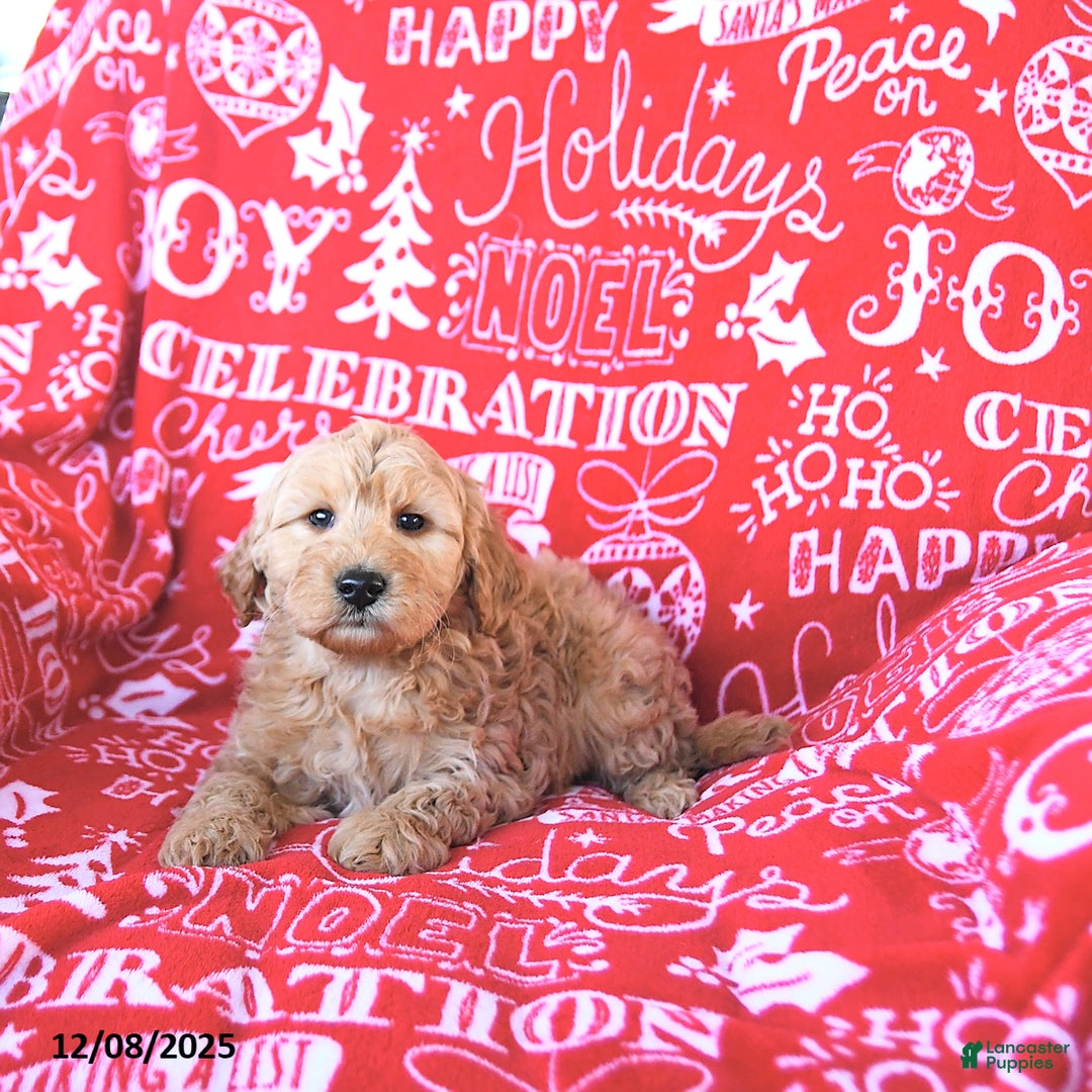Mini Goldendoodle dogs for sale: Santa   - Ad 4