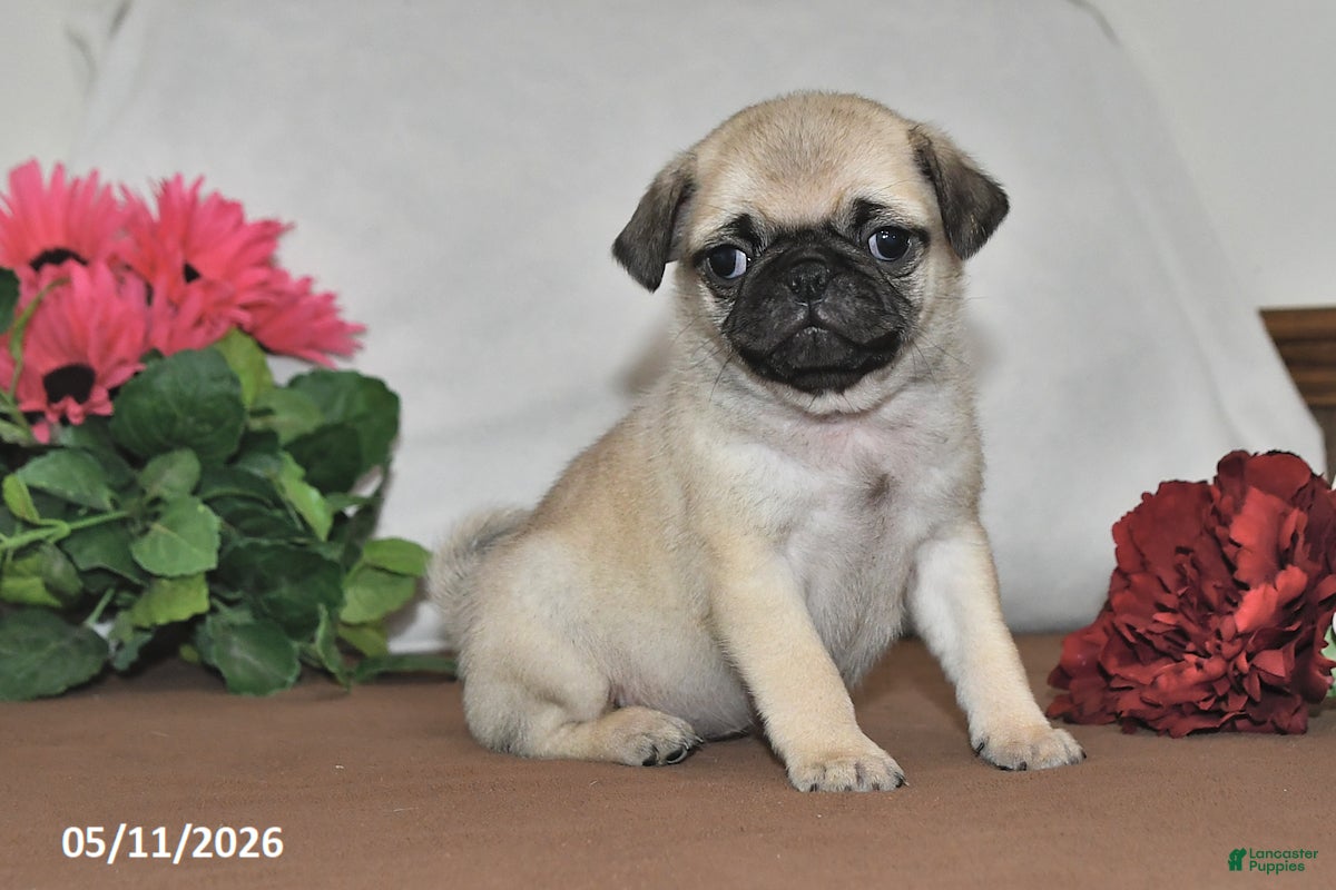 Pug dogs Lilac - Ad 2