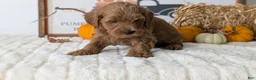 Mini Goldendoodle dogs for sale: Dash - Ad 6