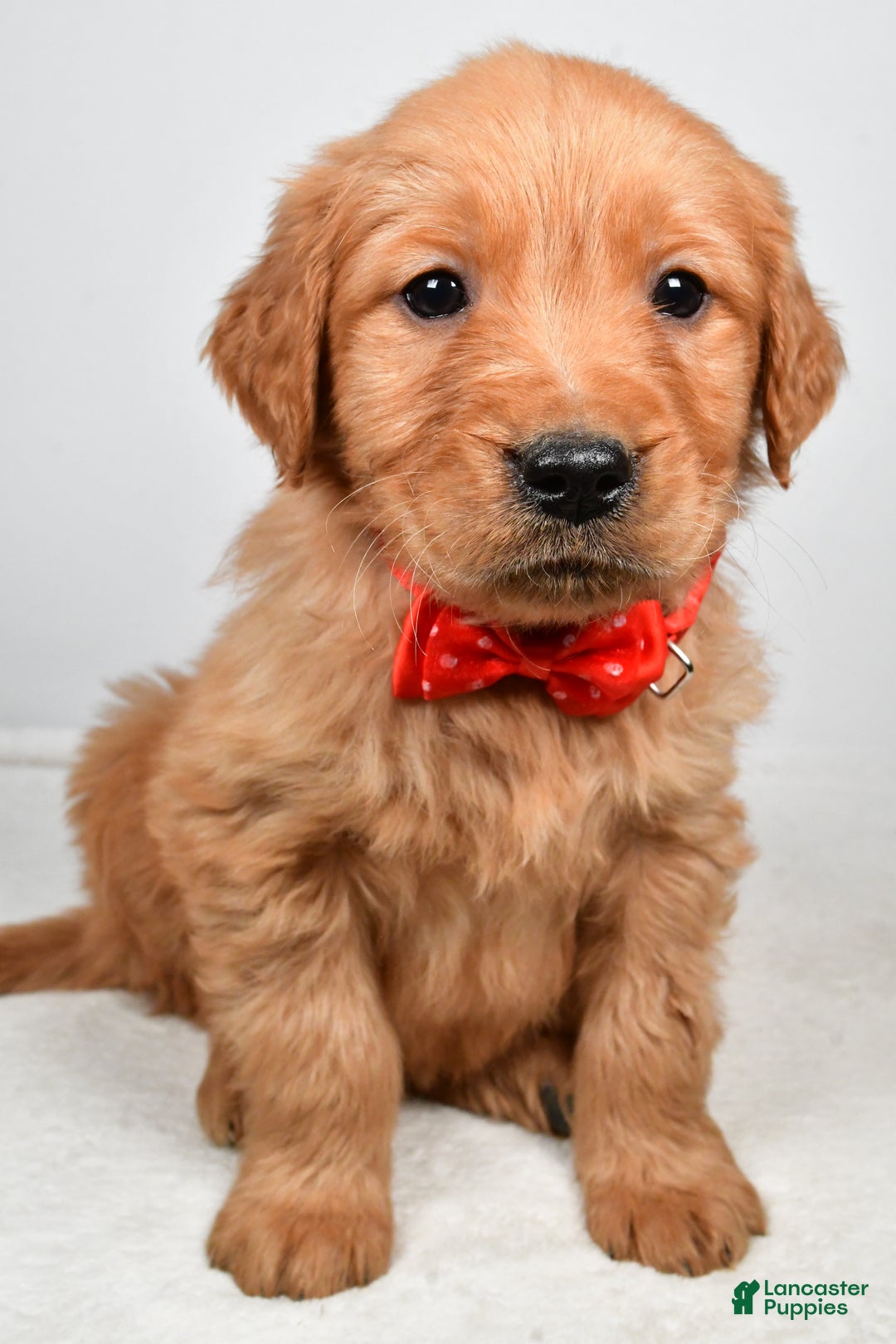 Golden Retriever dogs for sale: Kenny - Ad 8