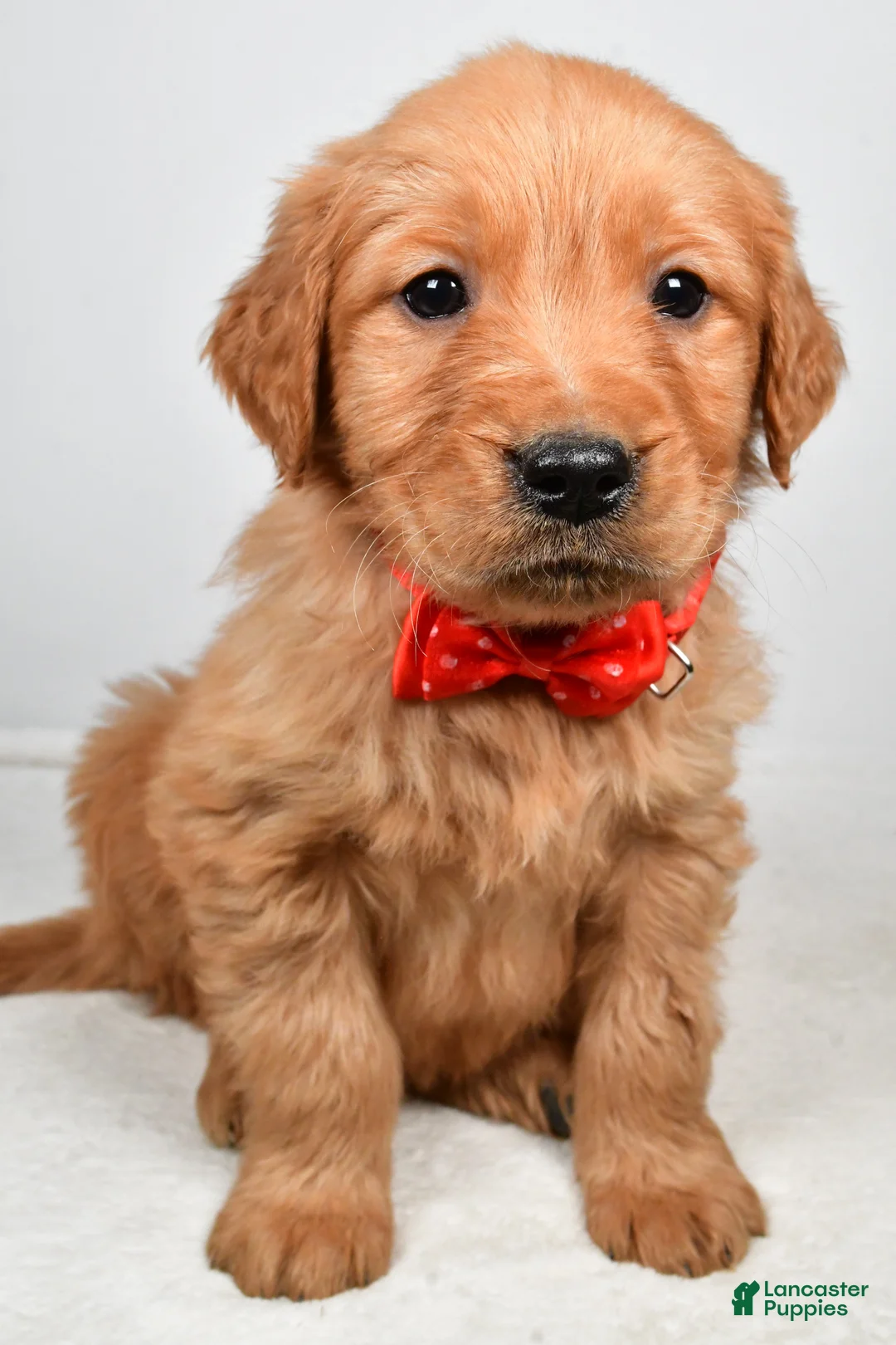 Golden Retriever dogs for sale: Kenny - Ad 8