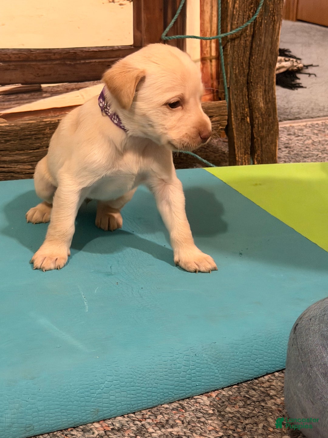 Labrador Retriever dogs for sale: Labrador Retriever PANAMA - Ad 2