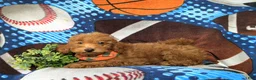 Mini Goldendoodle dogs for sale: Russell 10 lbs full grown - Ad 4