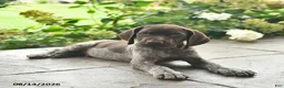 German Shorthaired Pointer dogs for sale: Dover  - Ad 5