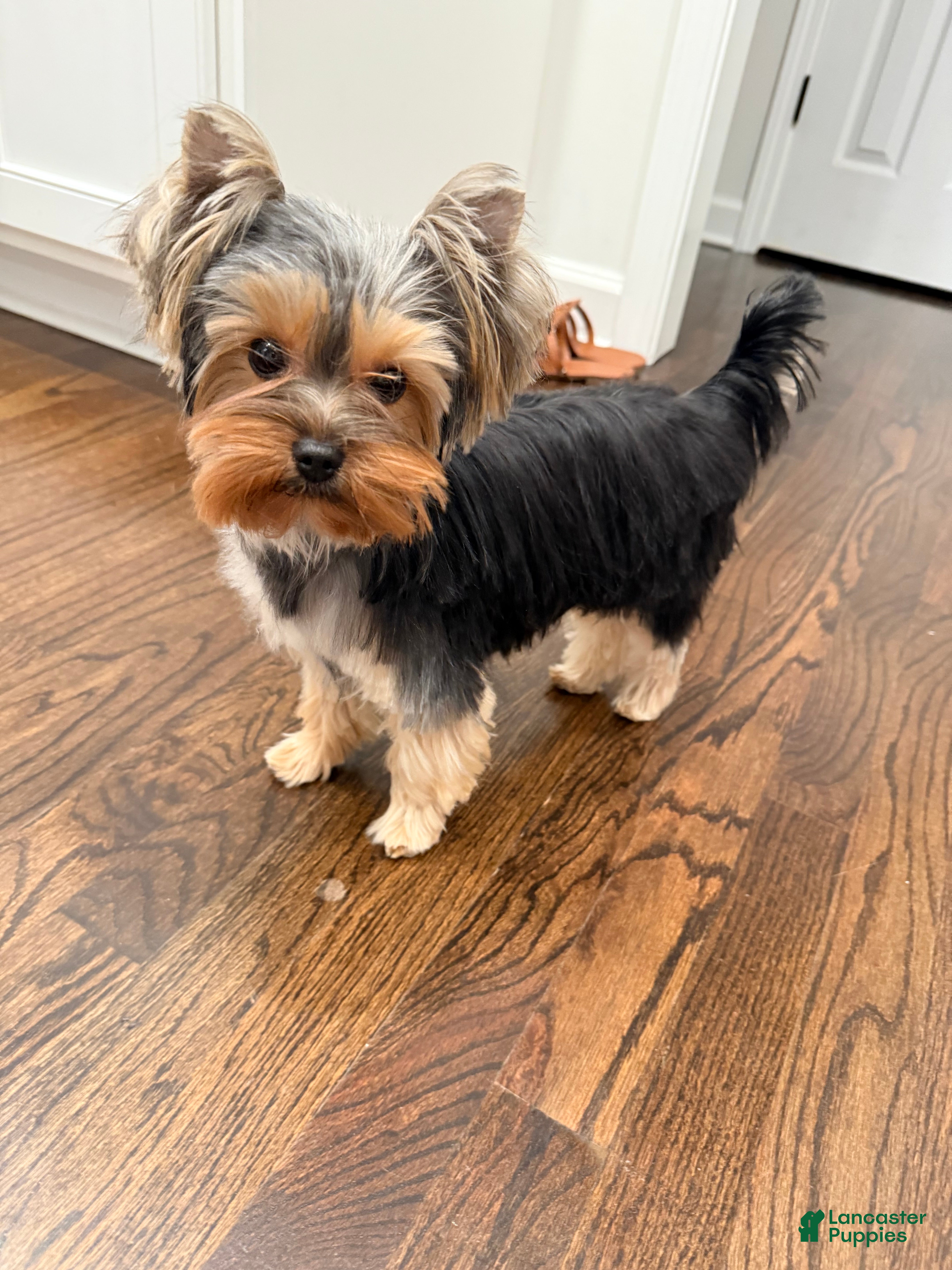Yorkshire Terrier dogs Yorkshire Terrier 1 - Ad 2