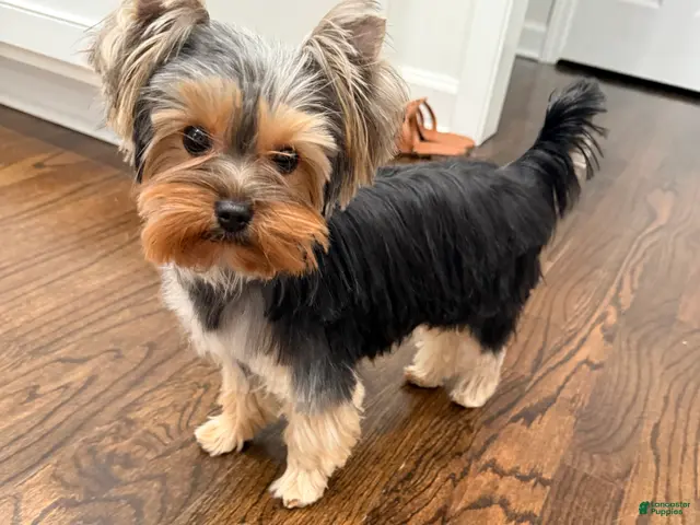 Yorkshire Terrier dogs for sale: Yorkshire Terrier 1 - Ad 1