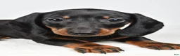 Dachshund dogs for sale: Remi - Ad 9