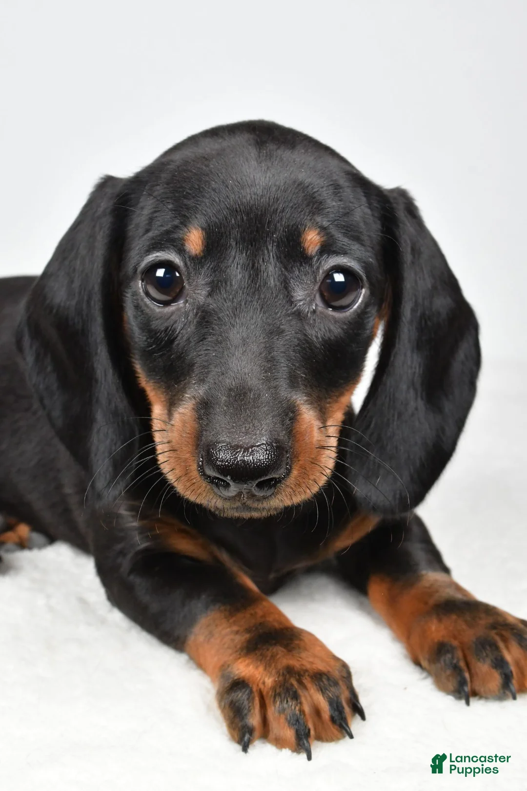 Dachshund dogs for sale: Remi - Ad 9