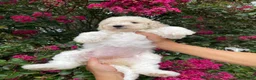 Goldendoodle dogs for sale: Daisy - Ad 8