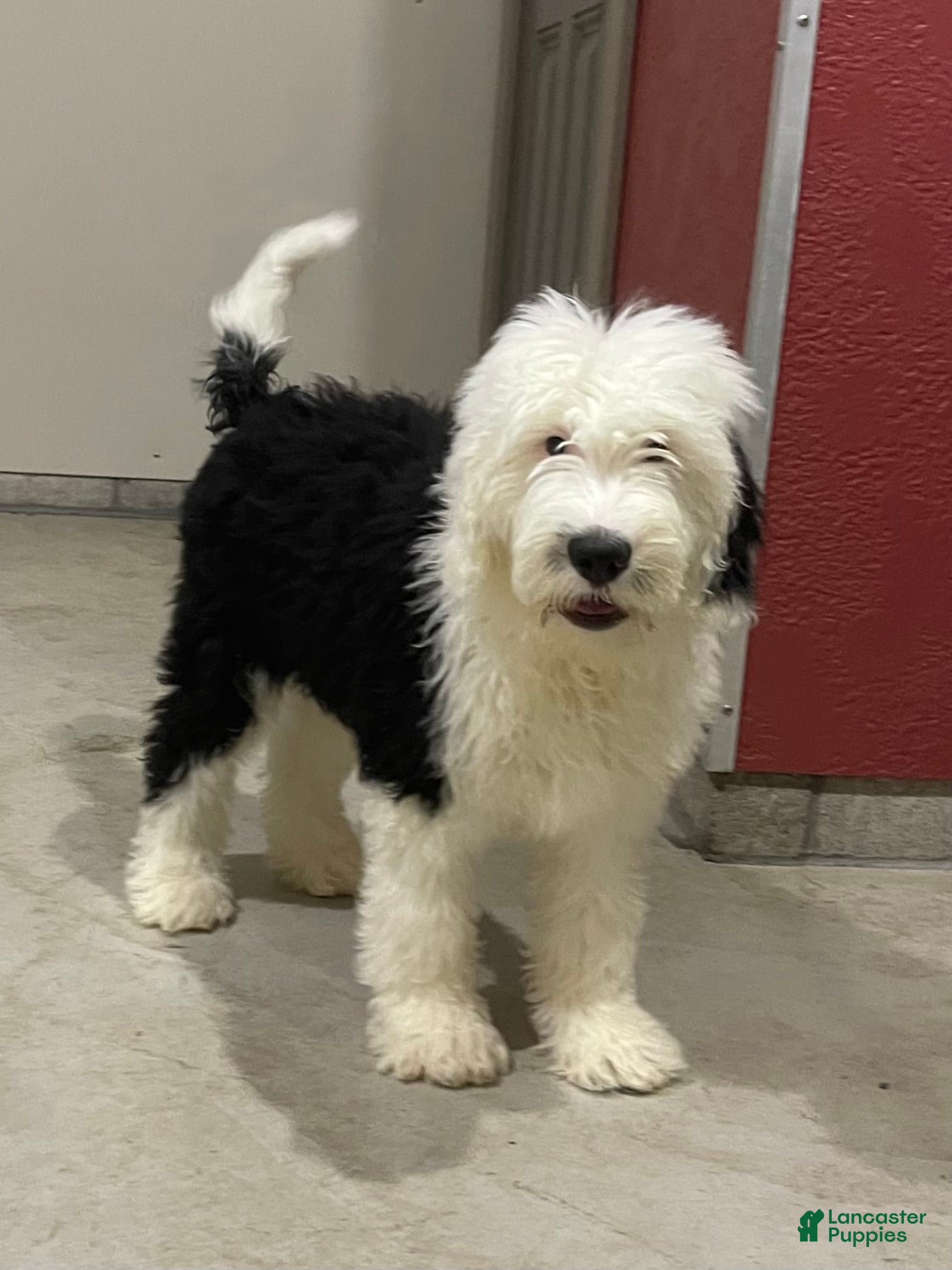 Sheepadoodle dogs Mitch - Ad 1