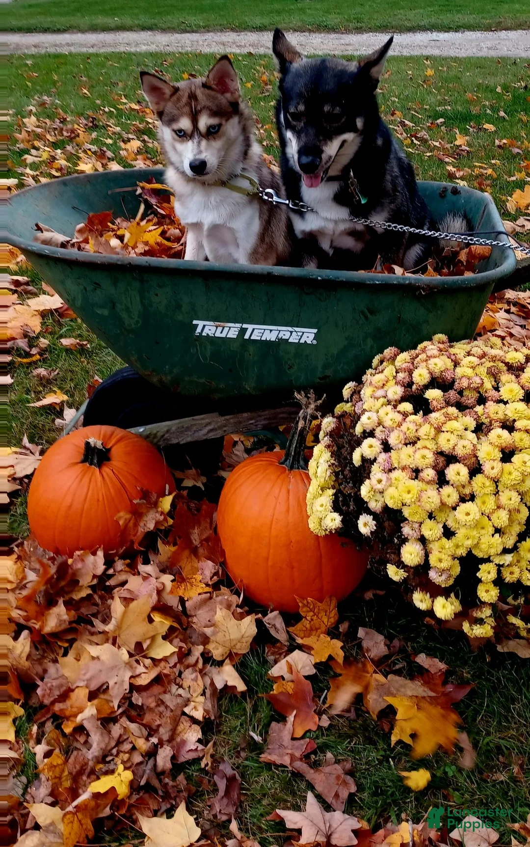Pomsky dogs for sale: Dips - Ad 3