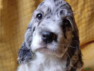 Cocker Spaniel dogs Sven - Ad 1