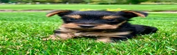 Yorkshire Terrier dogs for sale: Mia - Ad 14