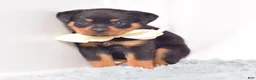 Rottweiler dogs for sale: Raven - Ad 5