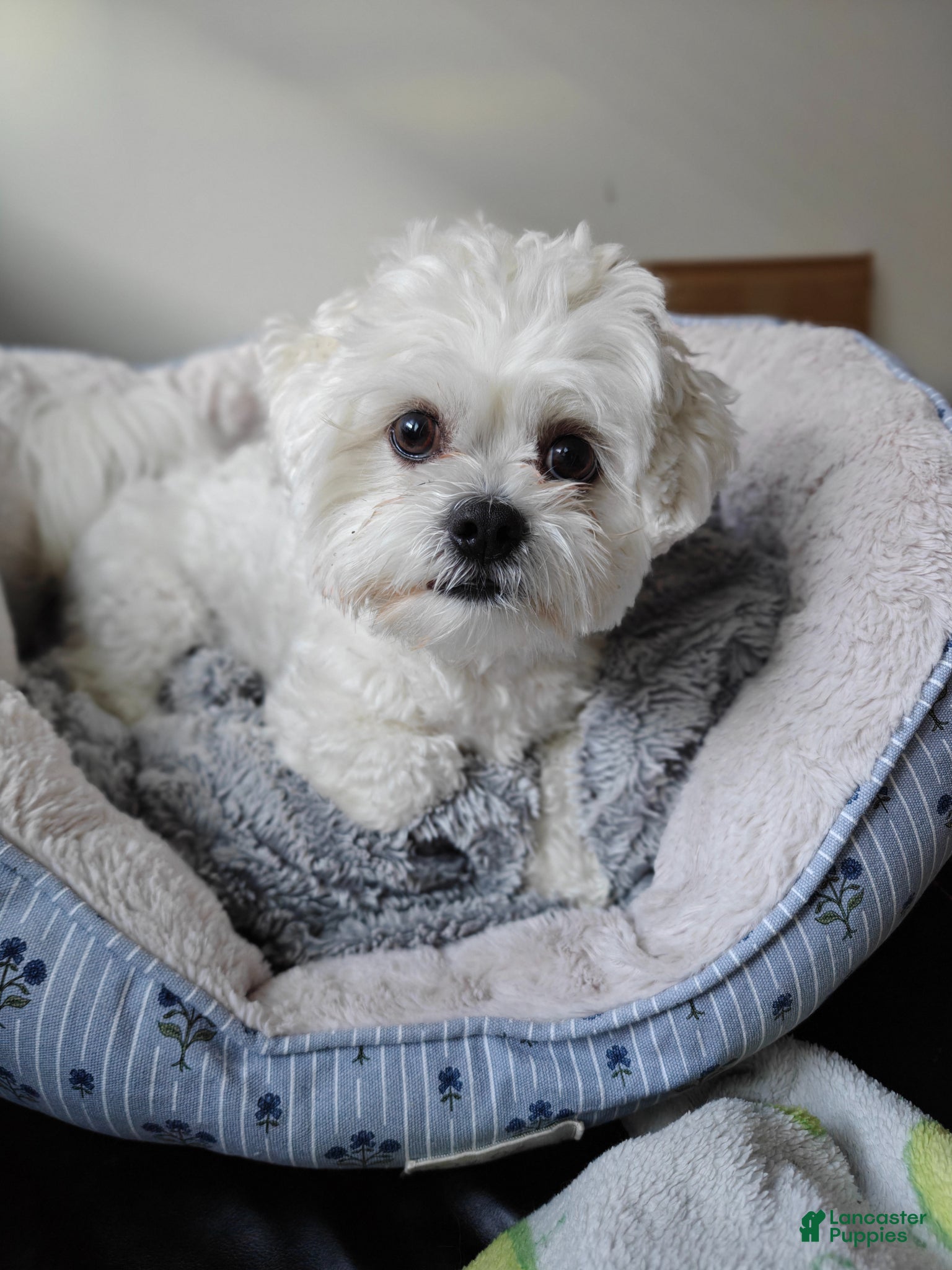 Mixed Breed dogs for sale: Coffee - Ad 4