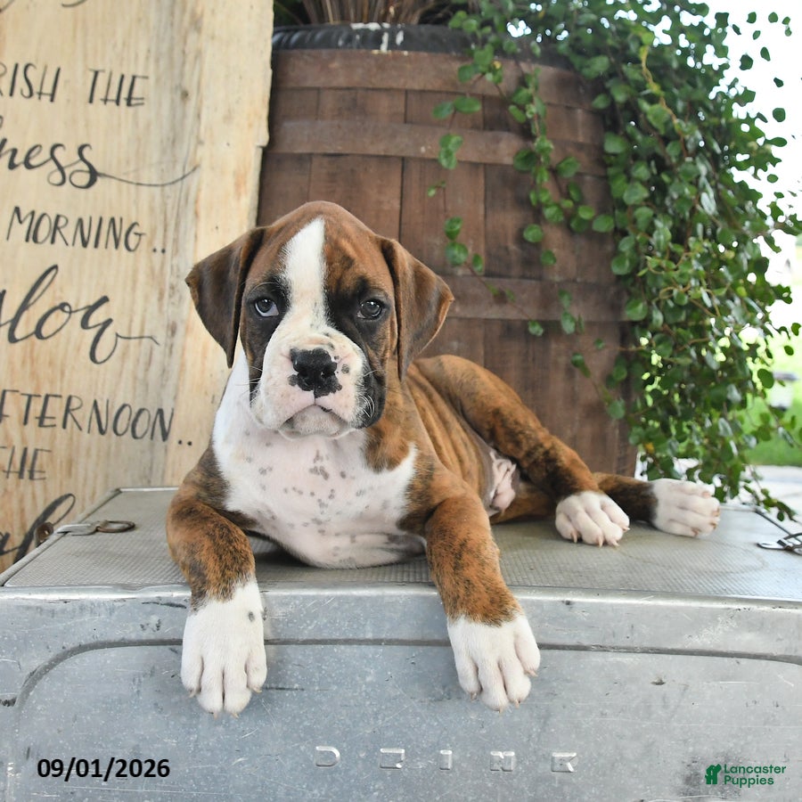 Boxer dogs Rex - Ad 1