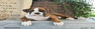 Rex