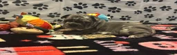 French Bulldog dogs for sale: French Bulldog 2 - Ad 7