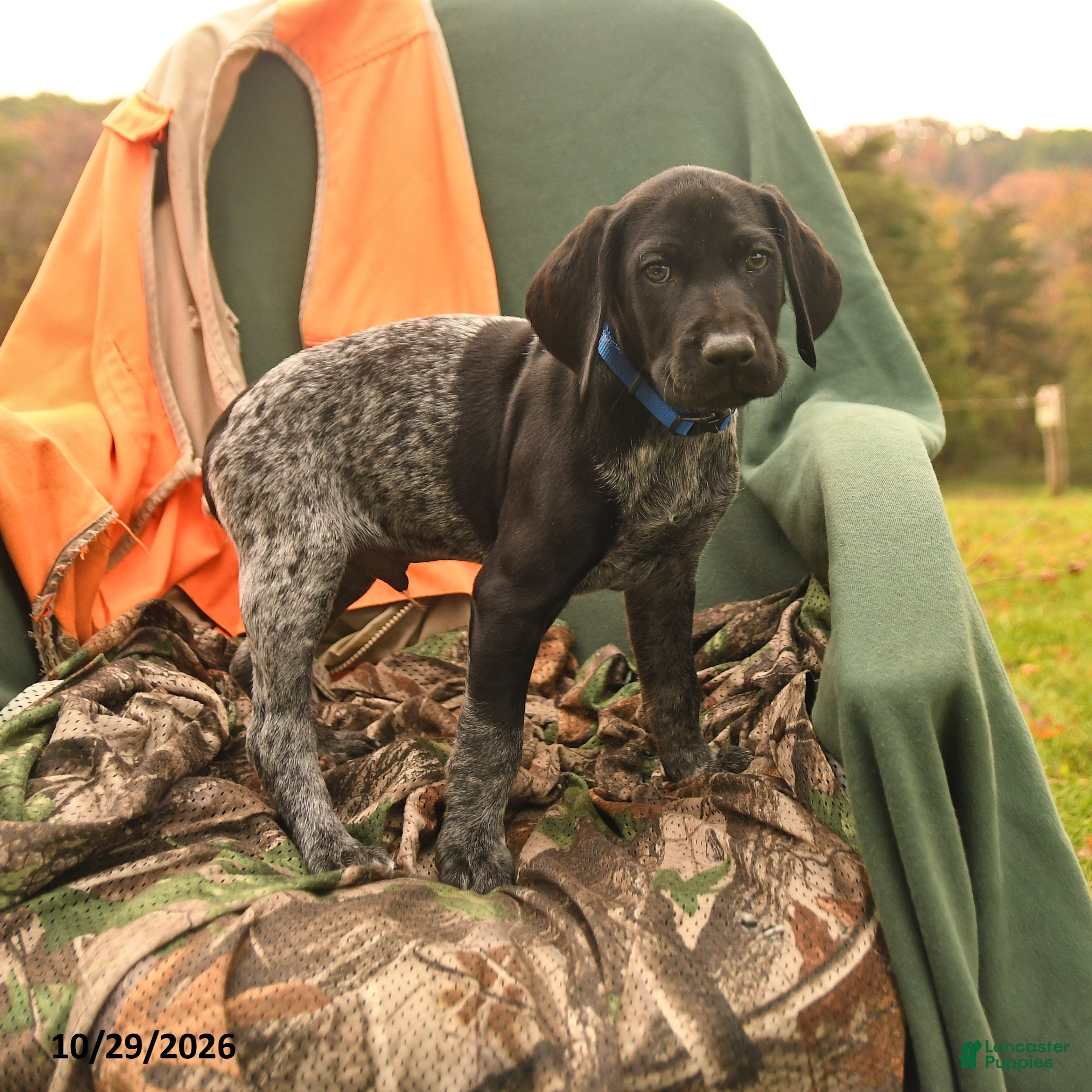 German Shorthaired Pointer dogs for sale: Sonny - Ad 1