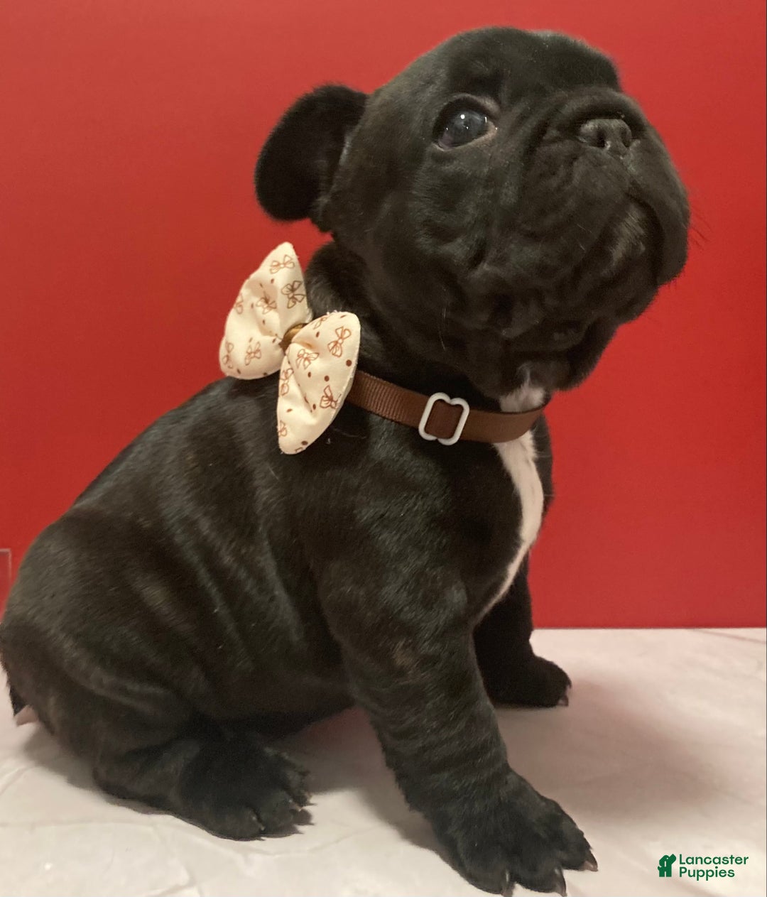French Bulldog dogs for sale: Coal - Ad 1