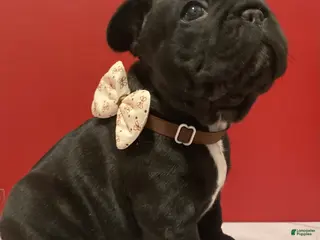 French Bulldog dogs Coal - Ad 25