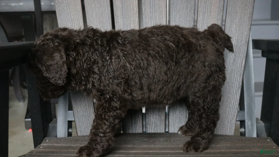 Newfypoo dogs for sale: Roxy - Ad 11