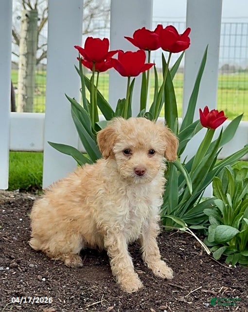 Miniature Poodle dogs Dusty - Ad 1