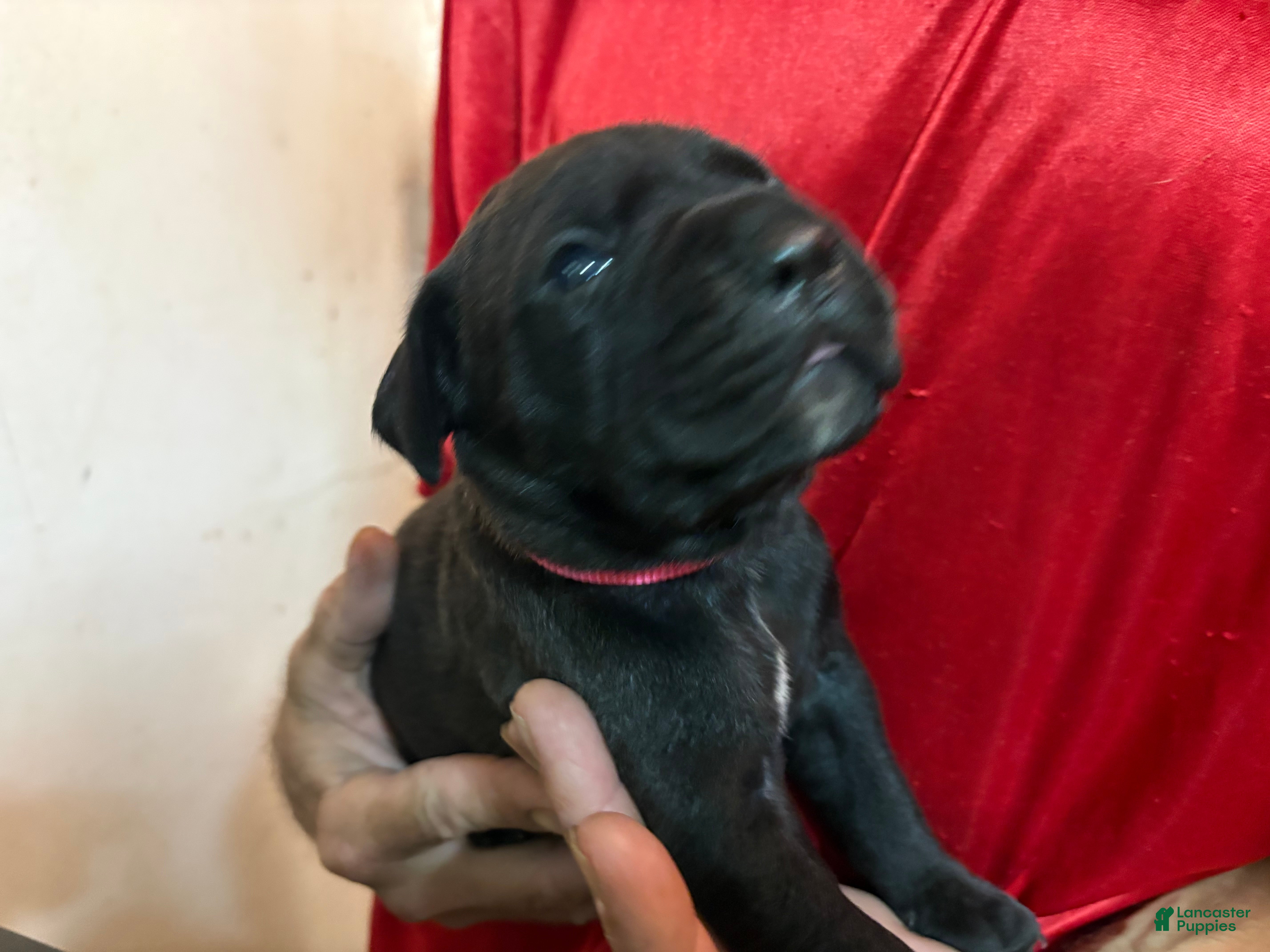 Cane Corso dogs Pink - Ad 8